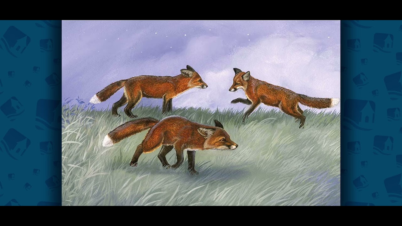 Red Fox At Hickory Lane