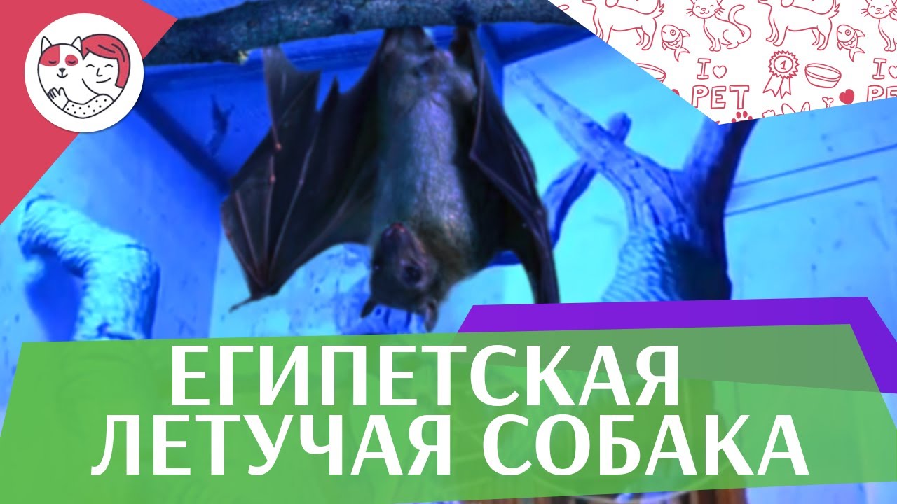 Египетская летучая собака Размножение на ilikepet