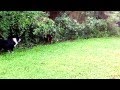 How Ruby Molly Play Fetch