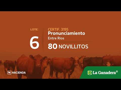 Lote Novillitos en Pronunciamiento