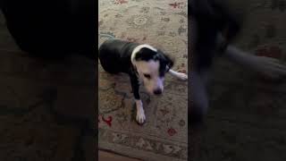 Video preview image #1 Mutt Puppy For Sale in Menifee, CA, USA