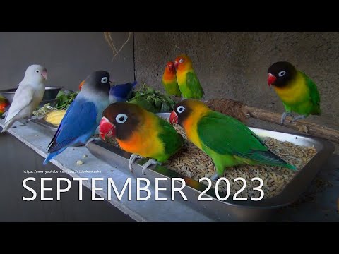Lovebird Fischers and Lovebird Personata: September 2023