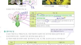 [초등과학 6-1 무료강의] 4. 식물의 구조와 기능 ⑥ 꽃의 생김새와 하는 일을 알아볼까요?