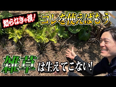 庭に塩をまく：植物にとって有益ですか？  庭園