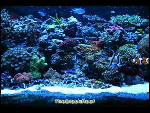 Exotic Coral Reef Tank 90 Gallons