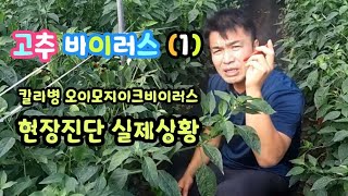 고추 바이러스 ㅡ 칼라병 오이모자이크 바이러스 현장진단 실제상황