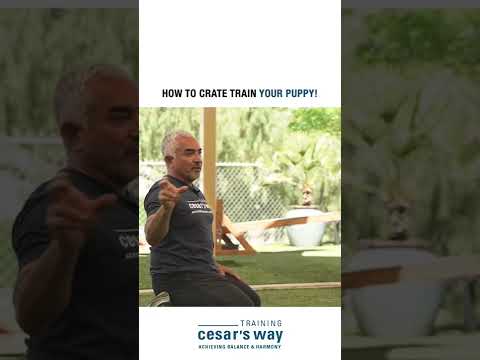 How To Crate Train Your Puppy and prevent separation anxiety! 🐶 #shorts #dog #dogtraining