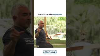 How To Crate Train Your Puppy and prevent separation anxiety! 🐶 #shorts #dog #dogtraining