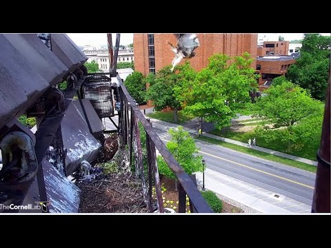 Cornell Red-tailed Hawks ~ L-3 FLEDGES & takes its first flight! 🐦 6.13.22