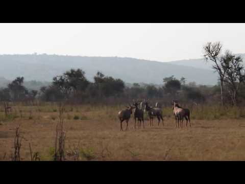 download lagu mp3 mp4 Parc De L Akagera, download lagu Parc De L Akagera gratis, unduh video klip Parc De L Akagera