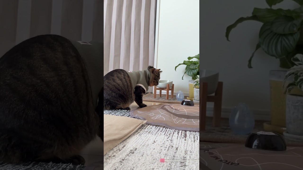 おもちゃで遊んでる最中もあちこち気になることが出てきちゃう猫　#元地域猫 #cat