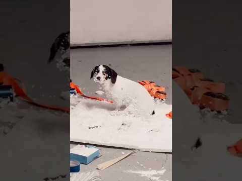 That’s a Bad Dog 😂