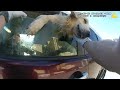 Police Rescue Dog Locked In Hot Florida Car