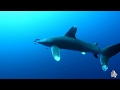 Diving Red Sea - Elphinstone (Marsa Alam)