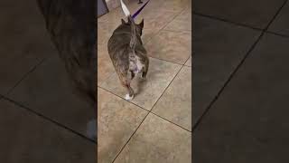 Video preview image #1 Boston Terrier-Pembroke Welsh Corgi Mix Puppy For Sale in Wakefield, RI, USA