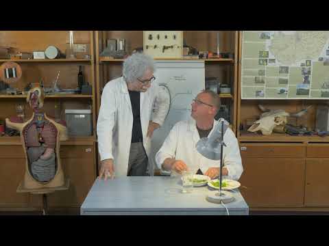 Világos Professzor - Biológia: Fotoszintézis