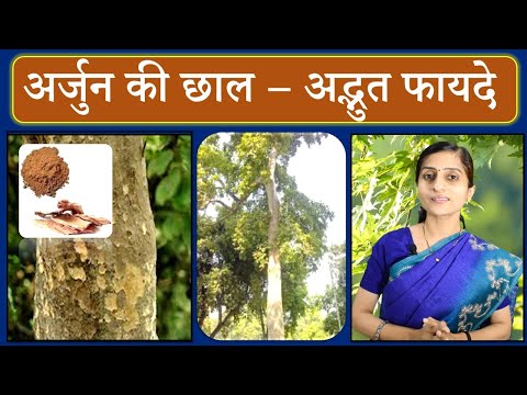 Benefits of Arjun Tree Bark || अर्जुन की छाल के अद्भुत फायदे || Benefits of Arjun ki chaal ||