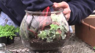 How to Plant a Glass Jar Terrarium