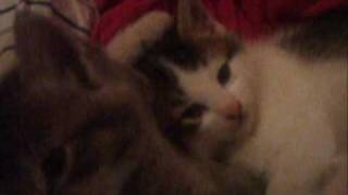 Bob Welch - Sentimental Lady