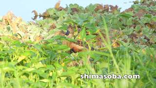 石垣島のリュウキュウガモ再登場!!(動画あり)
