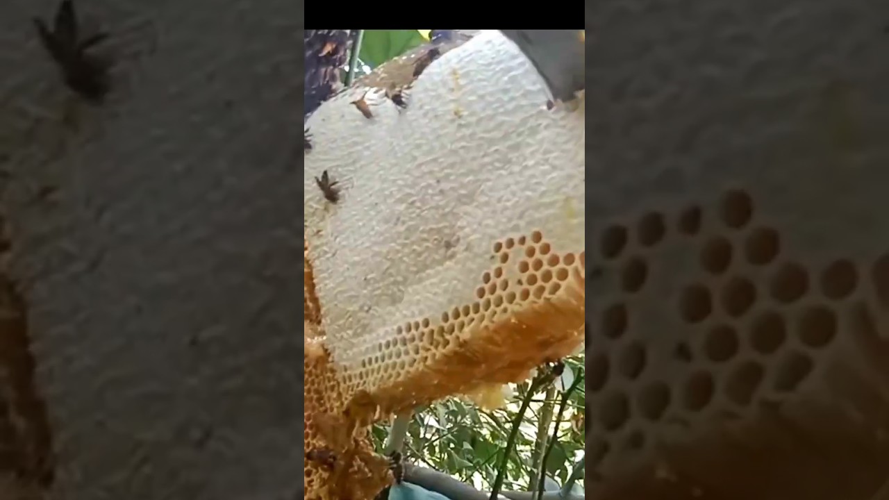 organic honey ❣️❣️. @bmready7 @honey2dipuinlive824 @TourofIndia-m8n #honey