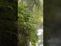 Rainy Day WhatsApp Status Rain Drops Status Nature Rain Status Rainy Day Status