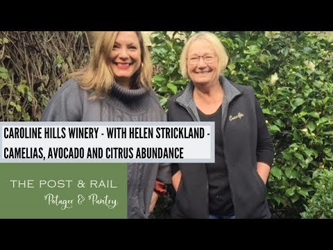Caroline Hills Winery - Camelias, Avocado and Citrus Abundance.  With Cindy Cross
