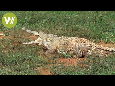 Orinoco Crocodile: The largest predator in South America