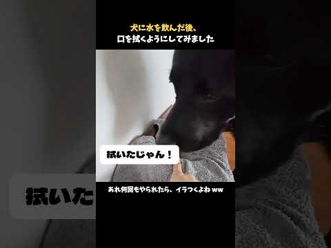 犬に水を飲んだ後、口を拭くようにしてみました
