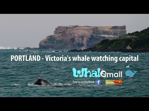 Whale Watching in Portland