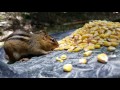 Chipmunks In North Carolina