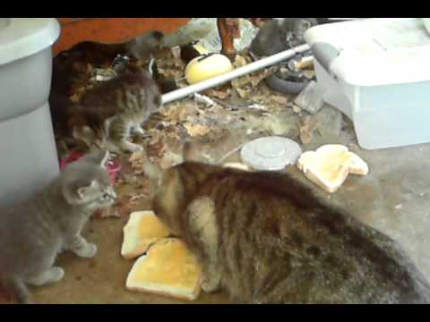 Kittens eat grilled cheese sandwiches!