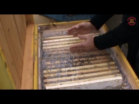 Lectie despre iernarea albinelor in stupi - Sfaturi utile - Apicultura la distanta cu Proful Online