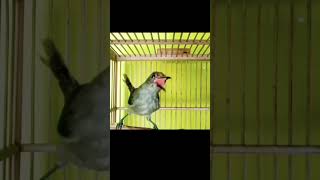 Download lagu murai air muda hutan gacor#muraiairgacor #masteranmuraiair #masteran #shorts mp3