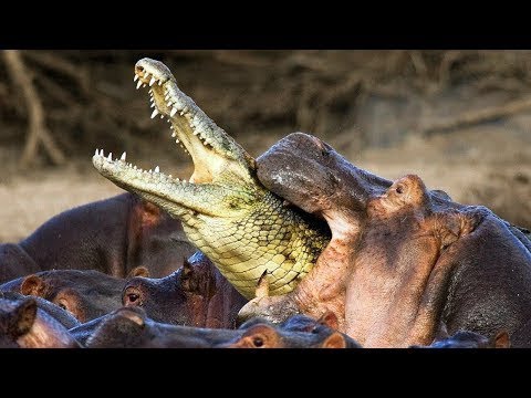 12 Most Aggressive Animals On The Planet!