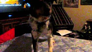Doggy Wants Food!