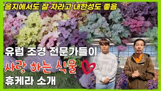 음지에도 사계절 알록달록한 정원을 원한다면! 돌틈 조경 최적화 식물 소개!