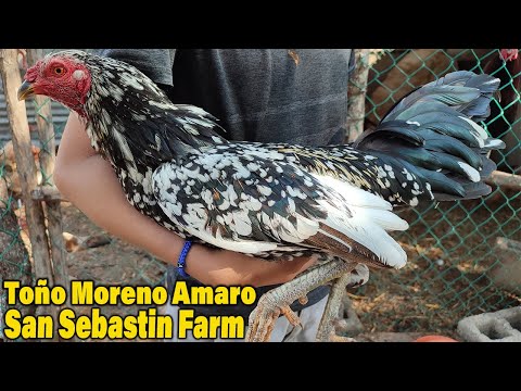 Asil Hennie Jeremmy Chandller Black - Toño Moreno Amaro San Sebastin Farm