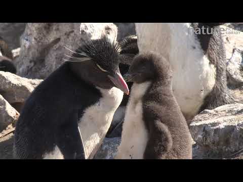 Tučniak skalný južný (Eudyptes chrysocome) — preeing mláďaťa na New Island, Falklandy