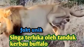 Download lagu Fakta unik singa terluka oleh tanduk kerbau mp3