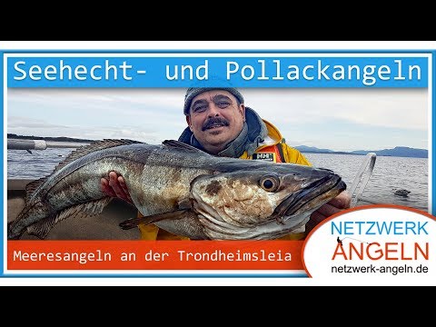 Auf Pollack und Seehecht an der Trondheimsleia - Angeln in Norwegen