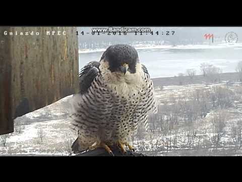 MPEC Włocławek Poland - Falcon(She?)returns,working on a pellet, departure - 2016 01 14 10 50 -11 50