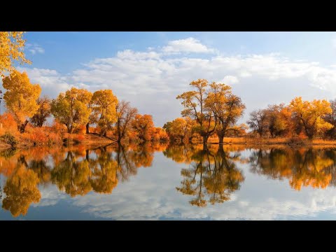 Uygur müzikleri, ئۇيغۇر مۇزىكىلىرى, Uyghur music, Уйгурская музыка