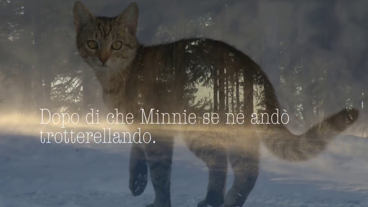 Anche gli animali hanno un'anima. La storia vera di un gatto oltre la vita