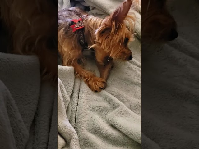 Vídeo relacionado con Barkbone - Dino Bacon Flavor - Dog Chew Toy - Dog Chew Bones - Bacon Flavor - Flavor Infused in Every Bone - Perfect for Tough Chewers - Medium Size - Tamaño 21 x 6.5 x 4 cm