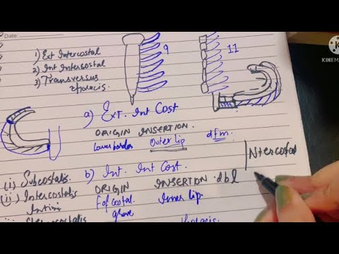 Wall of Thorax | Muscles of Thorax | External & Internal Intercostal Muscles | Thorax Intro