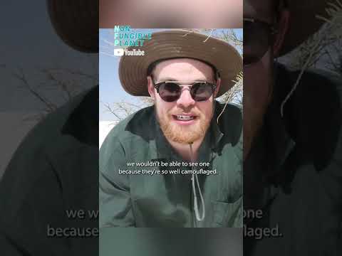 このカモフラージュされたトカゲは、地球上のどこにも存在しない！？地球にはこんなトカゲがいるんだ！ #非腐食惑星 #YouTubeアースデイ (These camouflaged lizards exist nowhere else on Earth! #NonFungiblePlanet #YouTubeEarthDay)