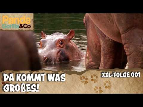 XXL-Spezial: Ganz viel Trubel im Zoo Berlin | Panda, Gorilla & Co.