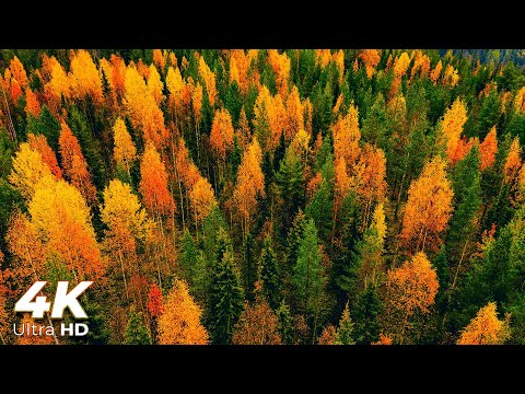 Beautiful Autumn Leaves in Vermont in 4K Ultra HD - 4K Relaxation World