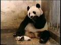 TheThreeSmillaghers Farting Panda